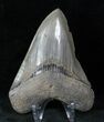 Serrated Megalodon Tooth - Medway Sound #12829-1
